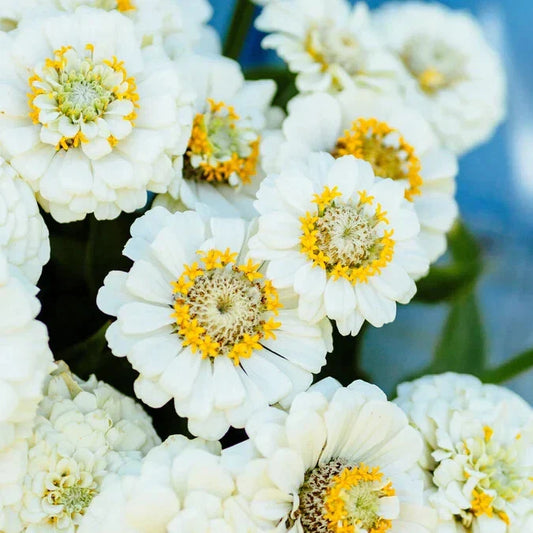 Pumila White Zinnia Seeds - 100+ Seeds for Garden Planting - Zinnia elegans - USA