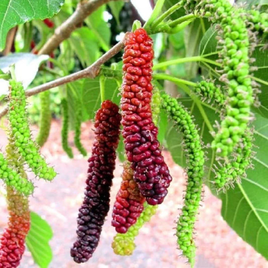 Pakistan Mulberry Live Rooted Plant 6–8" Sweet Long Fruit Morus alba, Ships Without Pot