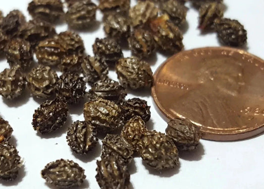 Papaya Fruit Tree Seeds - 100 Seeds - Tropical Fruit - Carica papaya