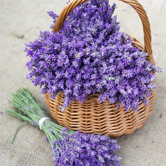 True Lavender Seeds - 700 Non-GMO Seeds - Lavandula angustifolia - Aromatic Herb for Gardening - Free Shipping