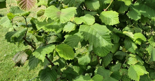 American Hazelnut Tree Plants, 12-18 Inches, Live Bareroot, Set of 2, Corylus americana, Hardy Zones 5-9