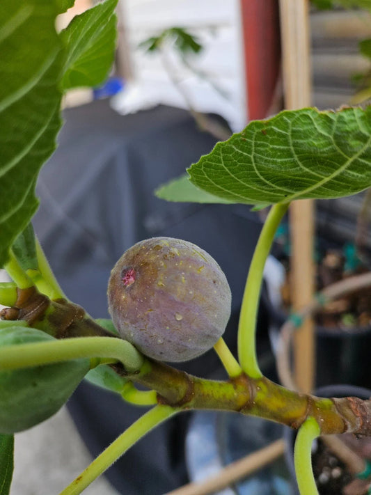 Smith Fig Cuttings - 2 Pack with Willow Water for Rooting - Ficus carica - Free Shipping