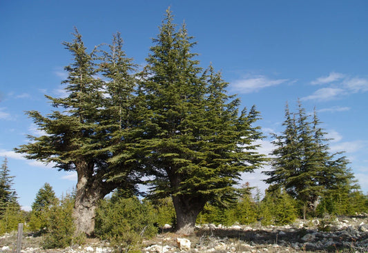 Lebanon Cedar Seeds, 5 Pack, Cedrus libani, Drought-Resistant Evergreen Tree Seeds, Ideal for Landscaping and Gardens