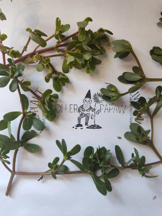 Purslane Cutting - Unrooted - Edible Succulent - Portulaca oleracea - Free Shipping