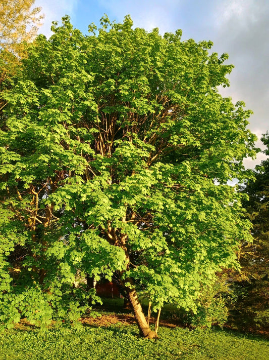 Sugar Maple Tree Starter 24 Inch Bare Root Acer saccharum Sweet Maple