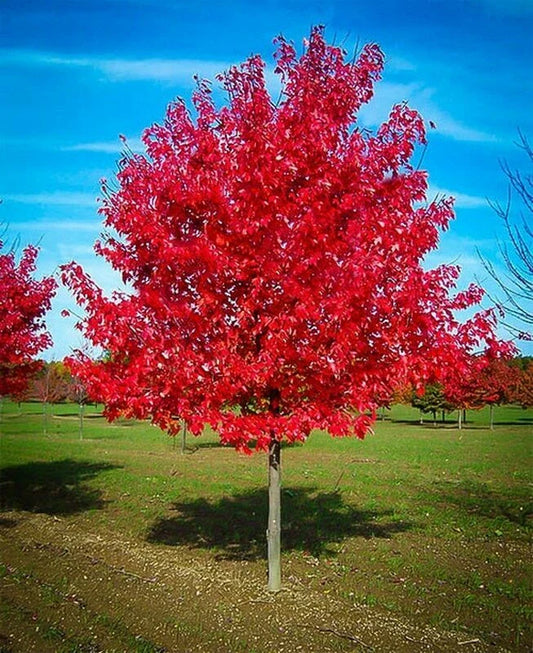 Red Maple Tree Live Well Rooted Plant 1-4 Years Old - Acer rubrum - Vibrant Fall Foliage, Ideal for Landscaping