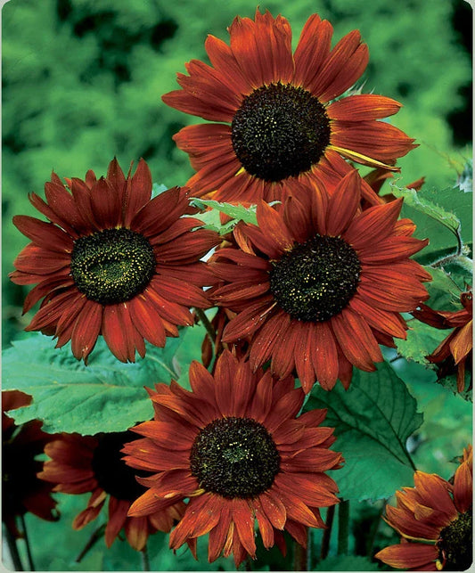 Sunflower Seeds - Velvet Queen - Free Flowering Cut Flower - Helianthus annuus - 6ft Plants