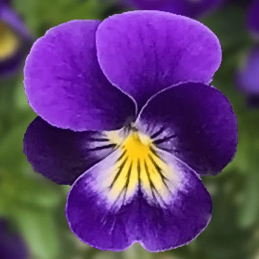 Viola Seeds - Endurio Blue Face - 50 Seeds - Viola cornuta - Perennial Flowering Plant for Garden and Landscaping