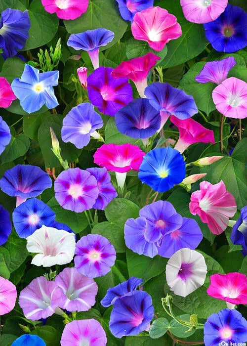 Morning Glory Seeds Mix - 75 Seeds, Red & Blue Flowers, Ipomoea tricolor - Free Shipping on Orders of 15