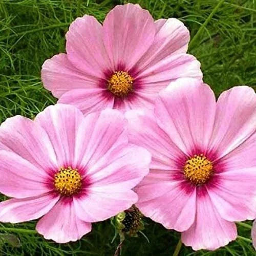 Cosmos Seeds - 200 Non-GMO Magenta Center Huge Flower Blooms - Cosmos bipinnatus