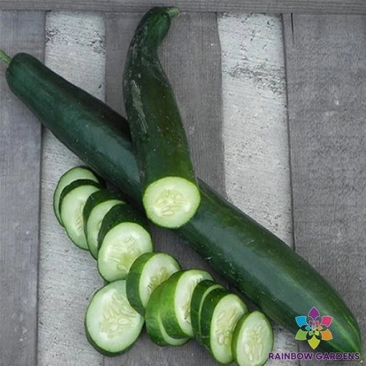 Orient Express Cucumber 25 Seeds - for Garden Planting - Cucumis sativus - USA