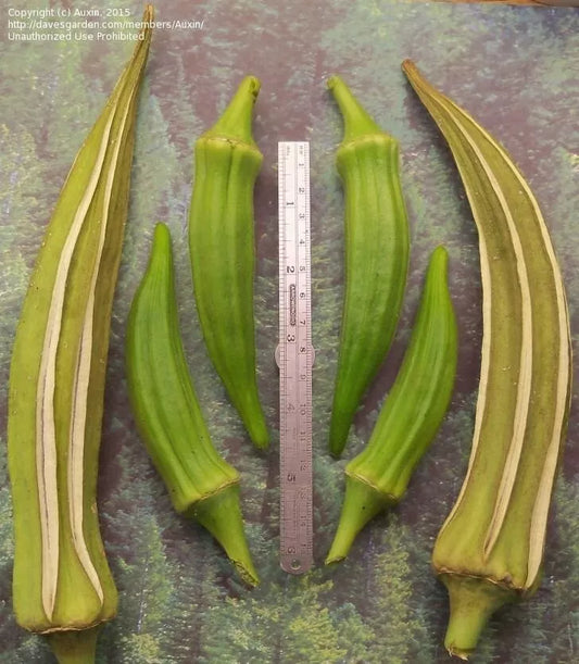 Louisiana Longhorn Cowhorn Okra Seeds - Heirloom, Non-GMO, Fresh - 100+ Seeds, Abelmoschus esculentus