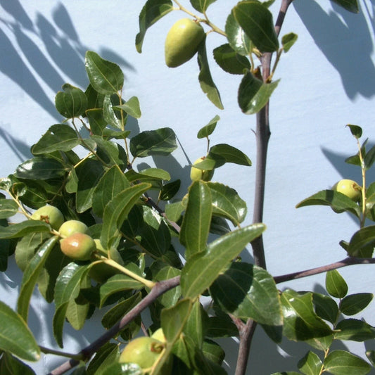 Tigertooth Jujube Tree Cutting - 8" Thin Graft Scion Wood/Bud - Ziziphus jujuba 'Tiger Tooth'