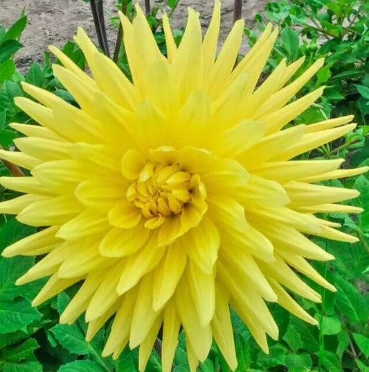 Dahlia Bulb Tuber Yellow Double Spiky Cactus Gelber Vulcan Live Plant