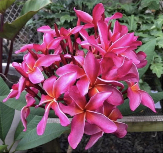 Rooted Plumeria Plant Cutting - Wave Rage - 11" with 1 Tip - Frangipani