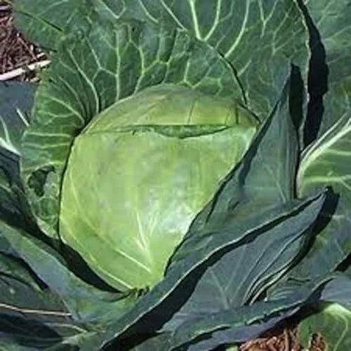 Late Flat Dutch Cabbage Seeds - 500+ Heirloom NON-GMO Seeds - Fresh Cabbage Seeds for Planting - Brassica oleracea