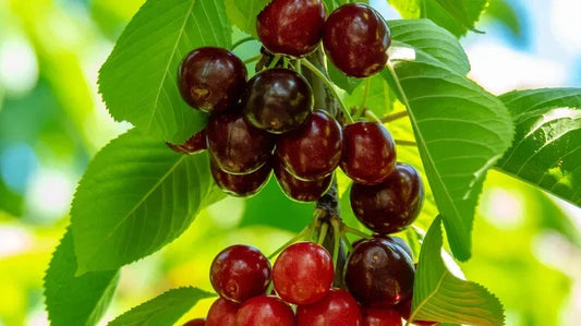 Sweetheart Cherry Seeds - 10+ Pack for Garden Planting - Prunus avium - USA Grown, Fast Shipping