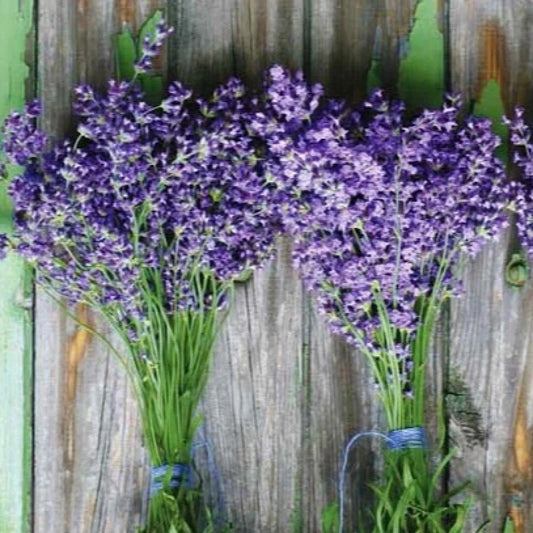 Lavender Seeds 100++ Munstead Purple Flower Herb Seeds (Lavandula angustifolia) - USA Grown