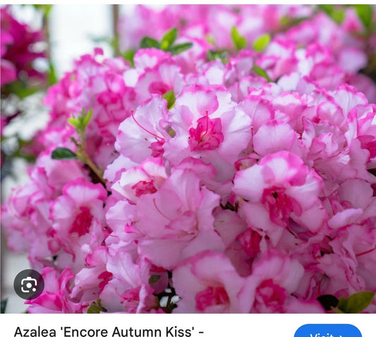 Encore Autumn Kiss Azalea Starter Plant - Well Rooted Deciduous Variety (Rhododendron 'Autumn Kiss')