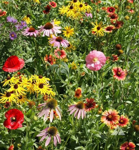 Wildflower Seed Mix 1000 Seeds BEE FEED Native Bees Pollinators Non-GMO