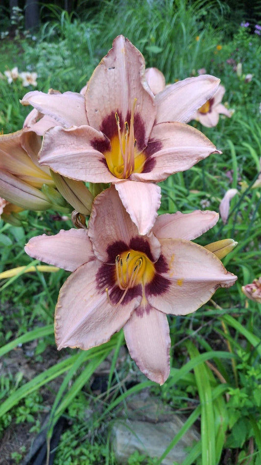 Daylily Starter Plant Bareroot, Hemerocallis 'Classic Caper', Perennial Flowering Plant, Garden Landscape