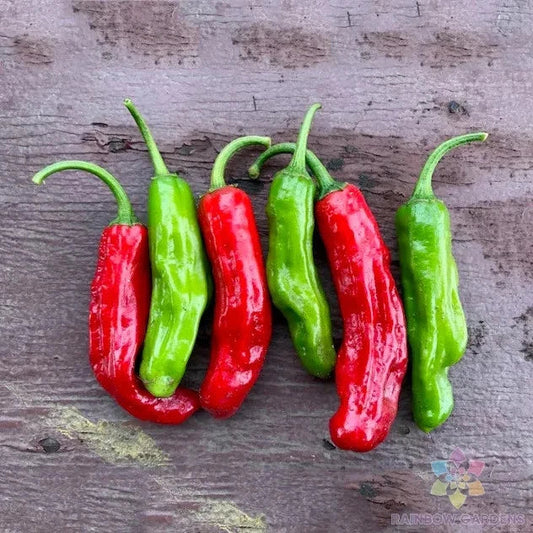 Shishito Hot Pepper Seeds - 25+ Count - Ideal for Garden Planting - Capsicum annuum - USA Grown