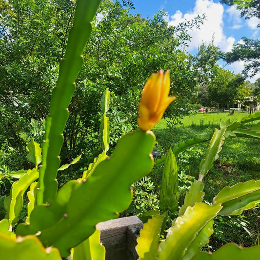 Mystery Dragonfruit Cutting - Fully Rooted 6+" Long - 1 of 4 Varieties - Hylocereus spp.