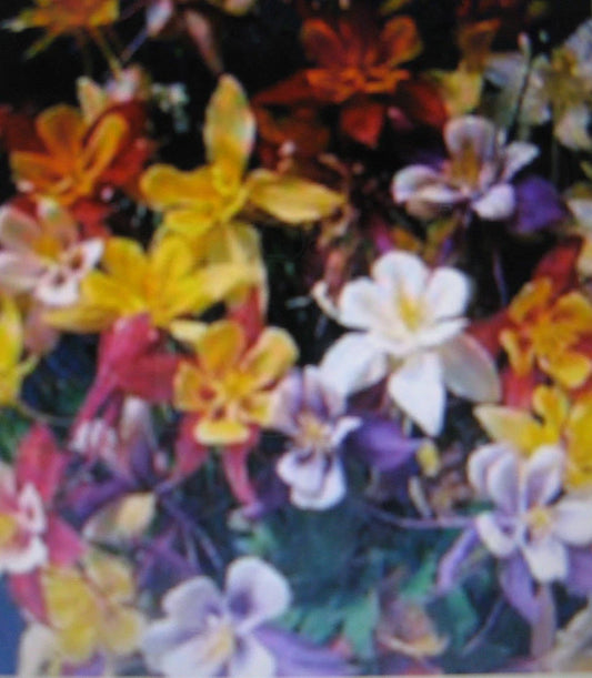 Columbine Plant - 30 Inches - McKansas Giant - Multicolored Blooms - Aquilegia canadensis