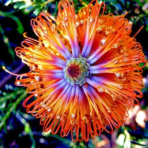 Banksia ericifolia "Little Eric" Tree Seeds - 10 Rare Lantern Fireworks Seeds for Planting