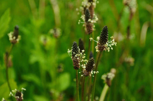 Narrowleaf Plantain Seeds 50 Count - Ribwort Plantain Seeds Plantago lanceolata for Planting