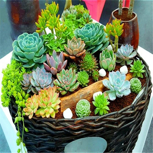 Mixed Succulent Plant Seeds 100pcs Pack, Lithops Seeds, Drought-Tolerant Varieties, Ideal for Indoor Gardening