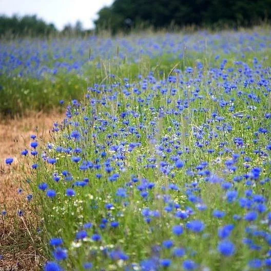 Cornflower Seeds - Tall Blue Heirloom Bachelor Button - Non-GMO 400 Seeds - AAS Winner (Centaurea cyanus)