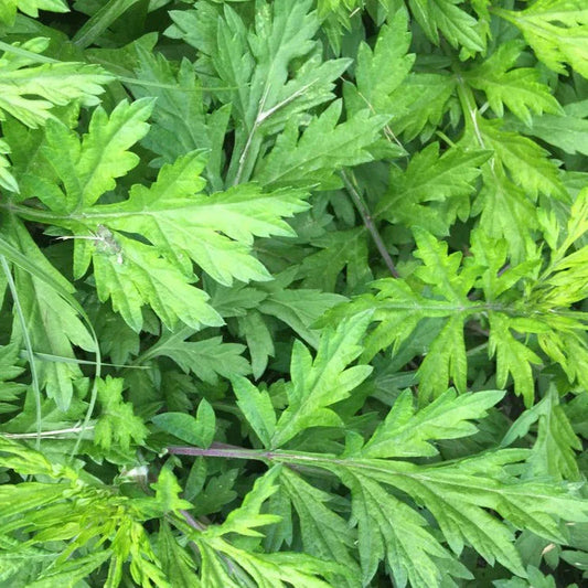 Yomogi Mugwort Seeds - 2025 Planting - Artemisia Princeps Japanese Kui Ho