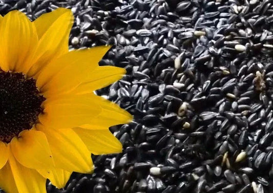Sunflower Seeds - 10+ Heirloom Black Oil Non-GMO - Fresh Helianthus annuus