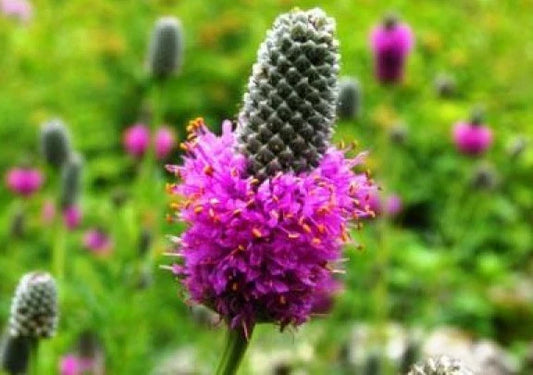 Purple Prairie Clover Seeds - 100 Fresh Seeds - Dalea purpurea - Native Flower for Pollinator Gardens - Free Shipping