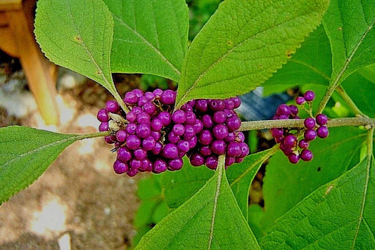 Purple American Beautyberry Bush Shrub - 2 Live Plants (Callicarpa) - Vibrant Purple Berries for Garden or Landscape