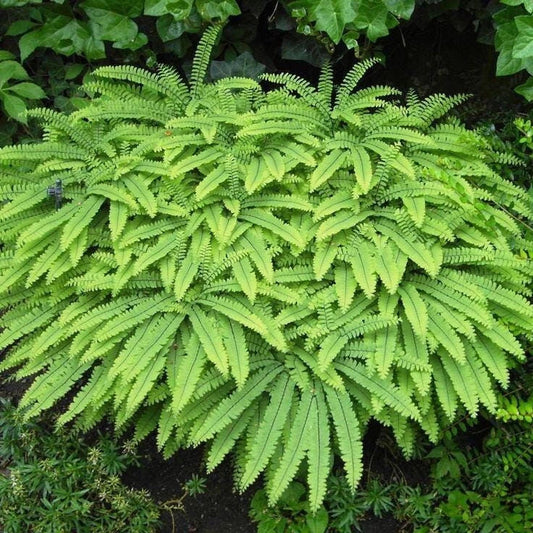 Northern Maidenhair Fern | Bare-root | Adiantum pedatum | Hardy Perennial Plant for Shade Gardens