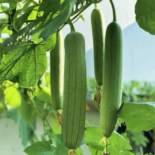 Luffa Gourd Seeds - 30pcs Non-GMO Chubby Pier Variety - Loofah Sponge Plant Seeds (Luffa aegyptiaca)