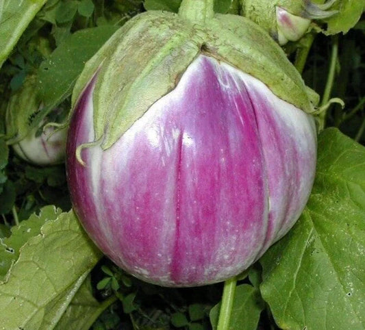 Rosa Bianca Eggplant Seeds - 30 Premium Genuine Seeds - Solanum melongena
