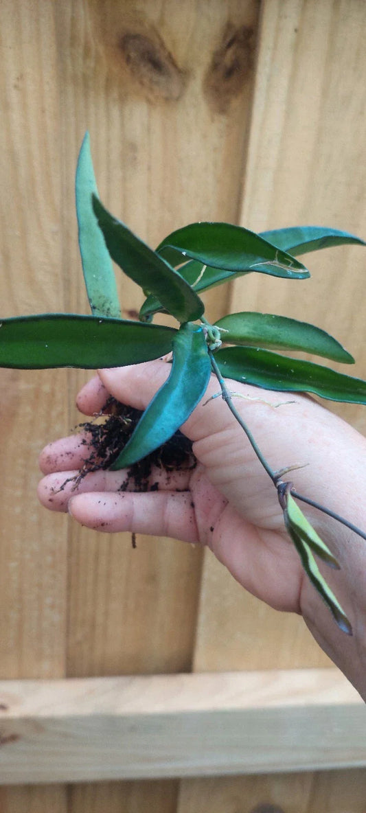 Hoya Wayetii Plant - Easy Care Tropical Flowering Houseplant - Rooted Hoya Plant for Indoor Decor