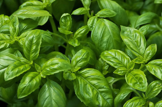 Sweet Basil Seeds, NON-GMO, Easy Grow Herb, Ocimum basilicum, Free Shipping