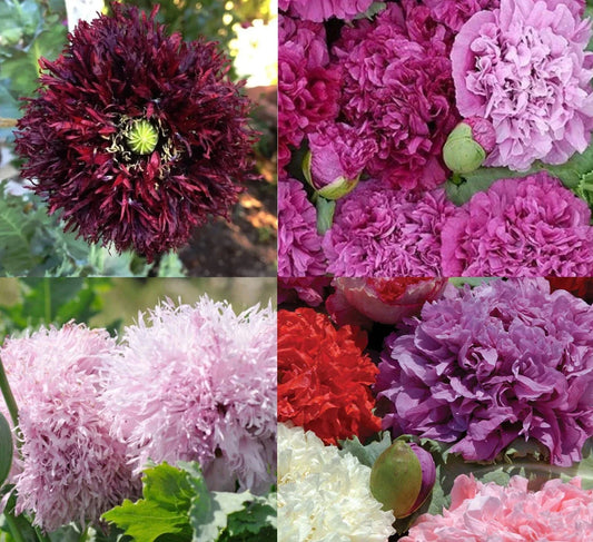 Purple Passion Poppy Seeds - Non-GMO Double Bloom Mix - 500 Seeds - Papaver somniferum