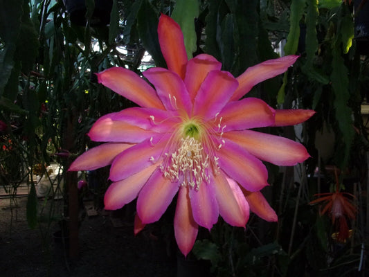 Epiphyllum Orchid Cactus Cutting - TEQUILA SUNRISE Variety - Exotic Houseplant - Ideal for Gardening and Home Decor
