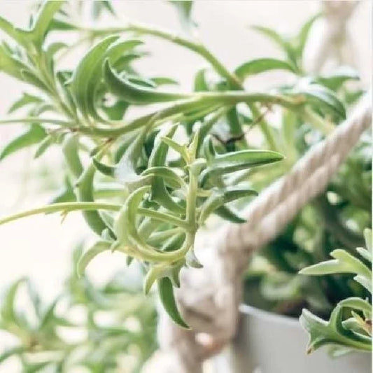 String of Dolphins Succulent Plant - Senecio Peregrinus - Rooted - Buy 2 Get 1 Free