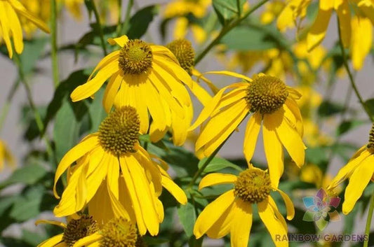 Cutleaf Coneflower 200 Seeds, Rudbeckia, Garden Perennial, USA Grown, Easy to Grow