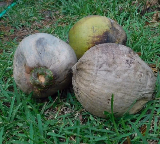 Coconut Palm Tree Craft Coconuts - 2 Pack - Florida Grown Cocos Nucifera