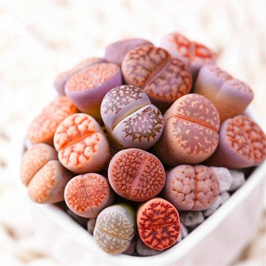 Mixed Lithops Seeds - 100 Seeds, Stones Succulent, Lithops Pseudotruncatella, Unique Succulent Variety