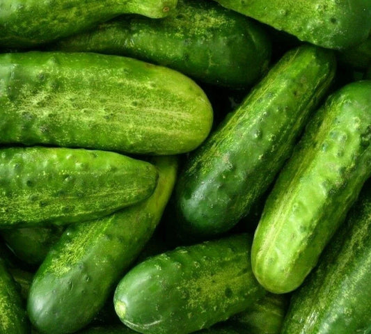 Cucumber Seeds 50+ National Pickling Variety for Vegetable Garden - Cucumis sativus - Free Shipping