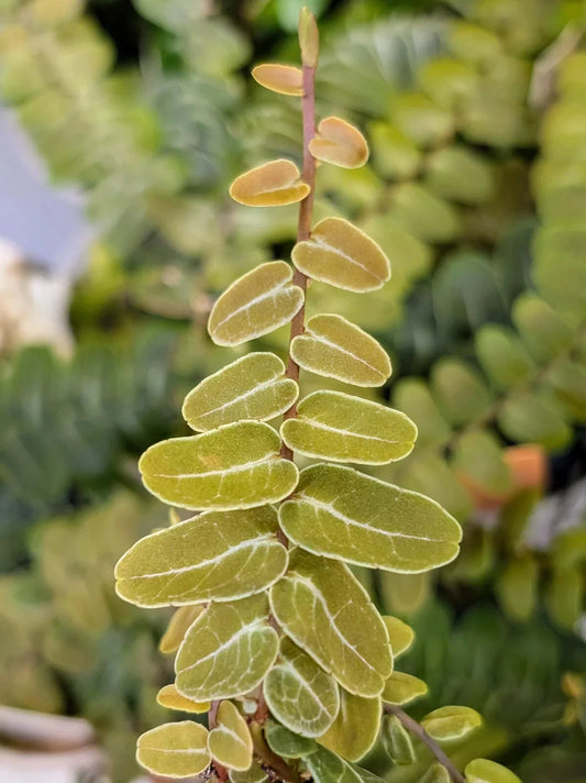 Marcgravia sp. Peru Cutting | 10-Leaf Terrarium Plant | Unique Indoor Plant for Home Decor