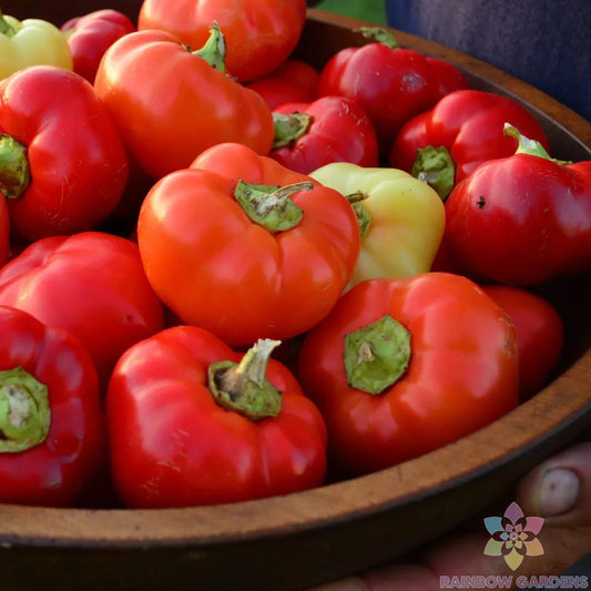 25+ Alma Paprika Sweet Pepper Seeds - Heirloom Variety for Garden Planting - Capsicum annuum
